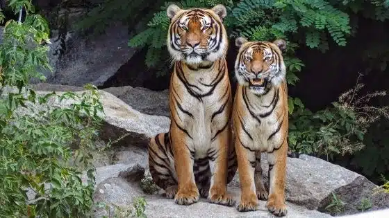 Tigers for Tomorrow
