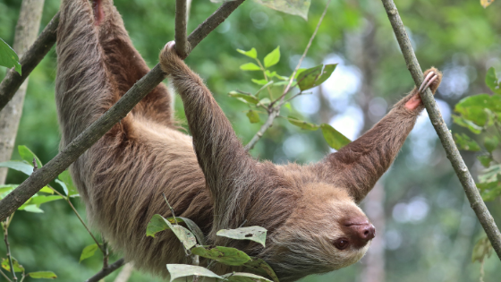 Sloth hanging from the tree in costa rica