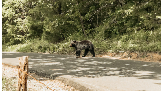 Bears in The smoky mountains