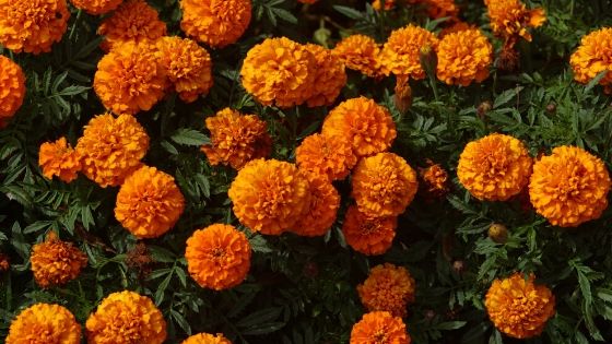 16 Plants That Repel Mosquitoes Effectively