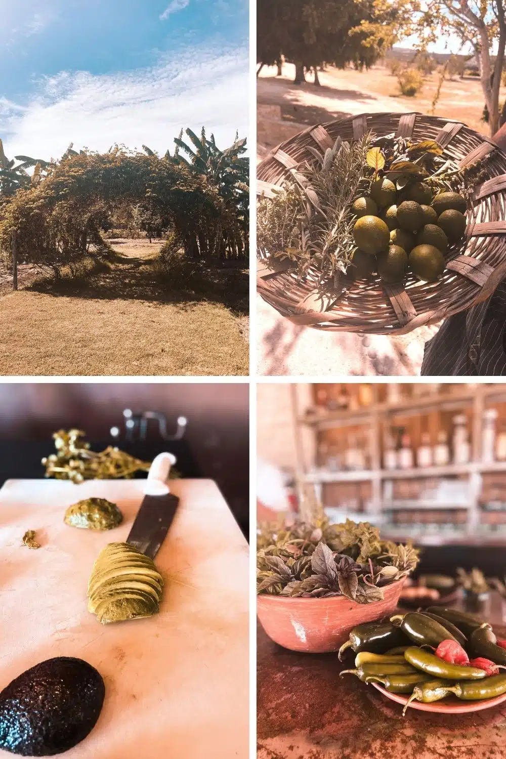 Tamarindo Farm to table