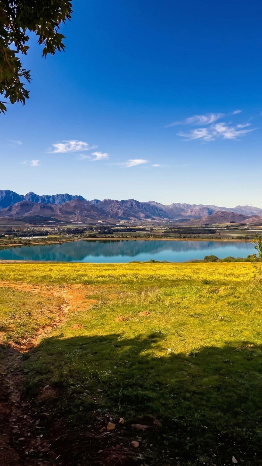 Mountains above a lake and a yellow wildflower field in the Stellenbosch Winelands