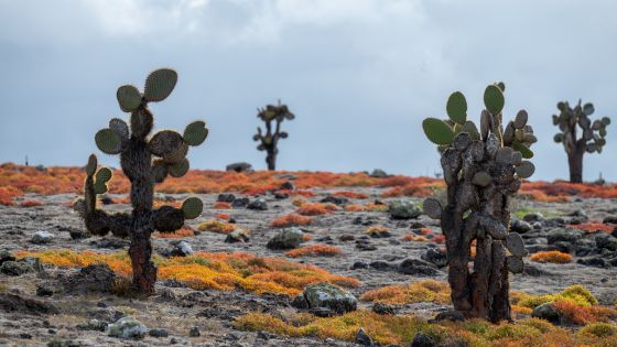 A Guide to the Best Galapagos Islands Beaches
