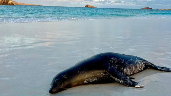 The Best Galapagos Tours with Hurtigruten Expedition Cruise