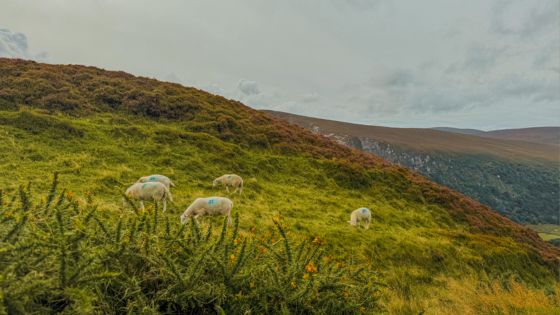 sheep in a field in wicklow mountains