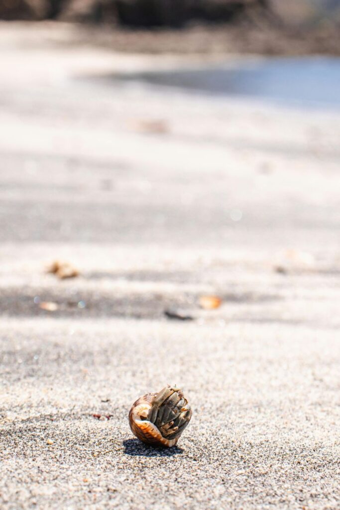 crab on the beach in costa rica